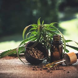 cbd oil business